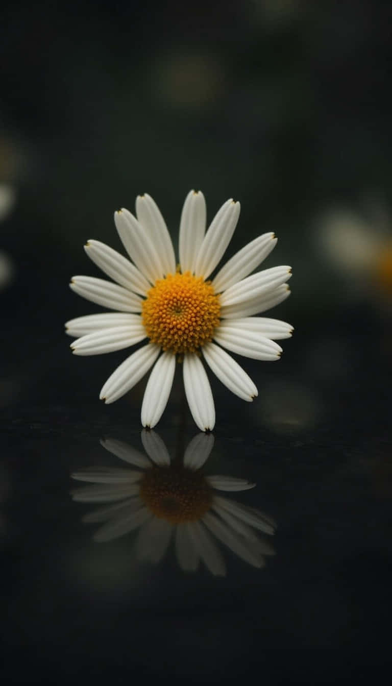 white daisy, vibrant yellow center, glossy black surface, HD Phone Wallpaper
