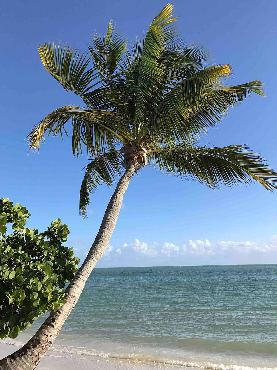Florida Beach, tropical coconut tree, turquoise ocean waves, SD Phone Wallpaper