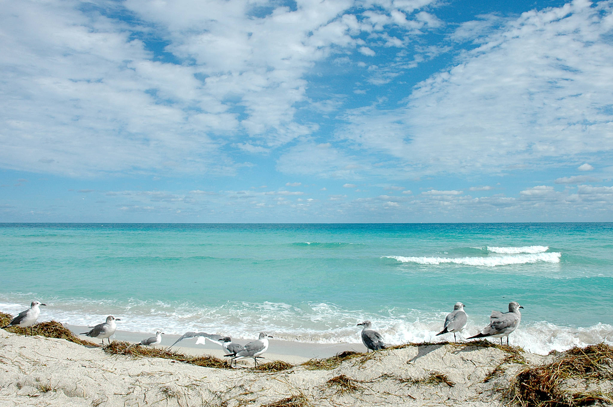 Florida Beach, seagulls, crashing waves, Full HD Desktop Wallpaper