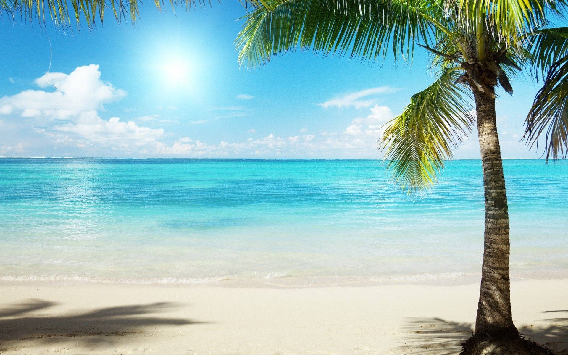 Florida Beach, palm tree, pristine white sand, Full HD Desktop Wallpaper