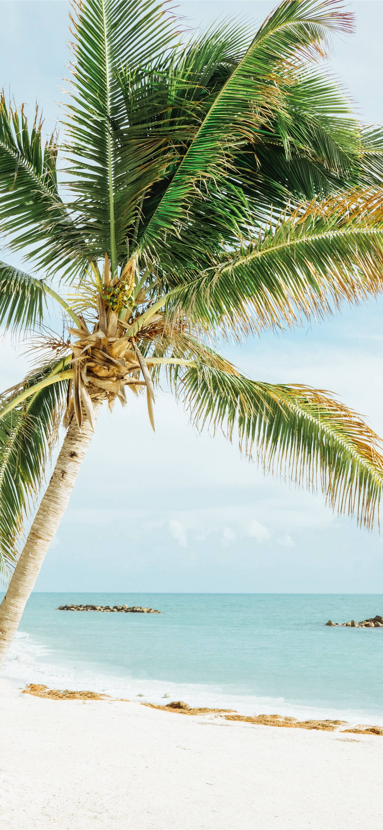 Florida Beach, lush green coconut tree, white sand, 2K Phone Wallpaper