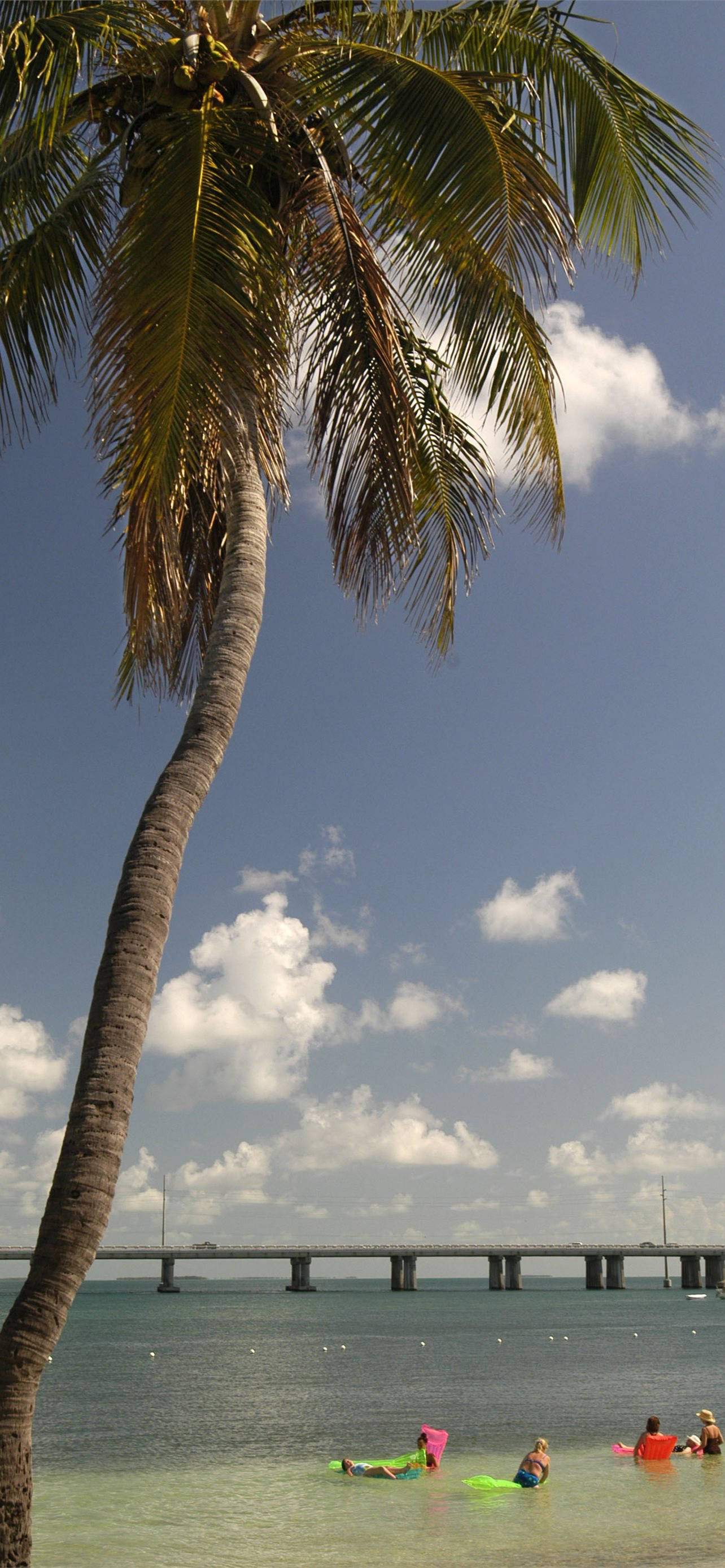 Florida Beach, palm tree, turquoise water, 2K Phone Wallpaper
