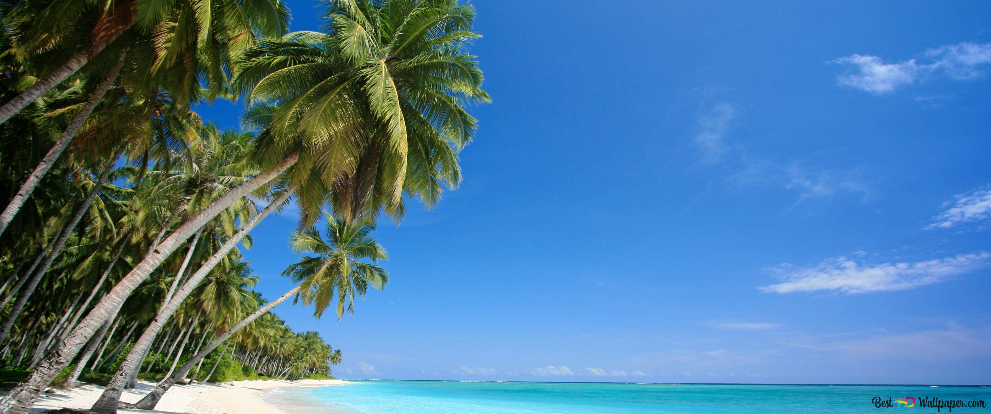 Florida Beach, coconut trees, white sand beach, 2K Desktop Wallpaper