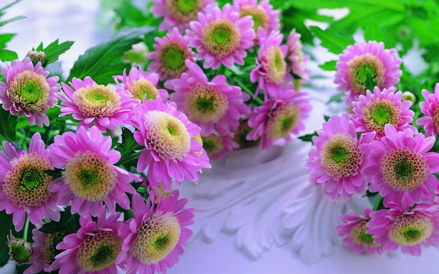 florist, pink chrysanthemums, green centers, HD Desktop Wallpaper