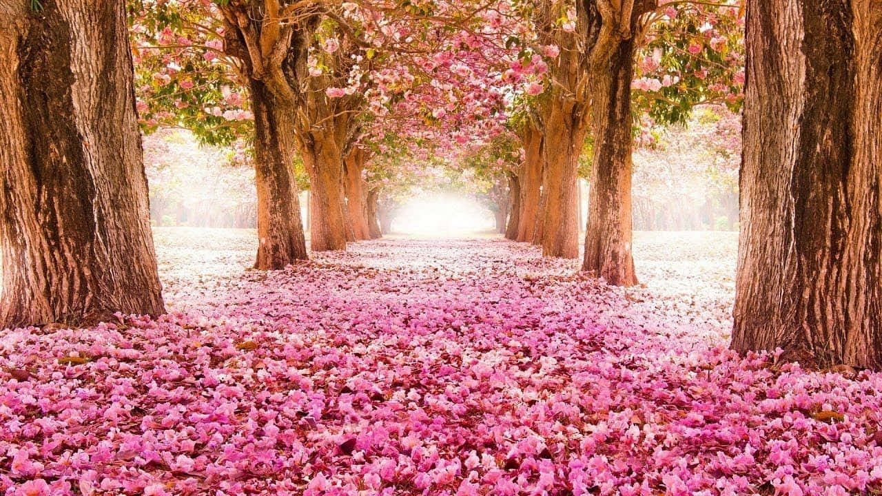 Florist, cherry trees, pink petals, HD Desktop Wallpaper