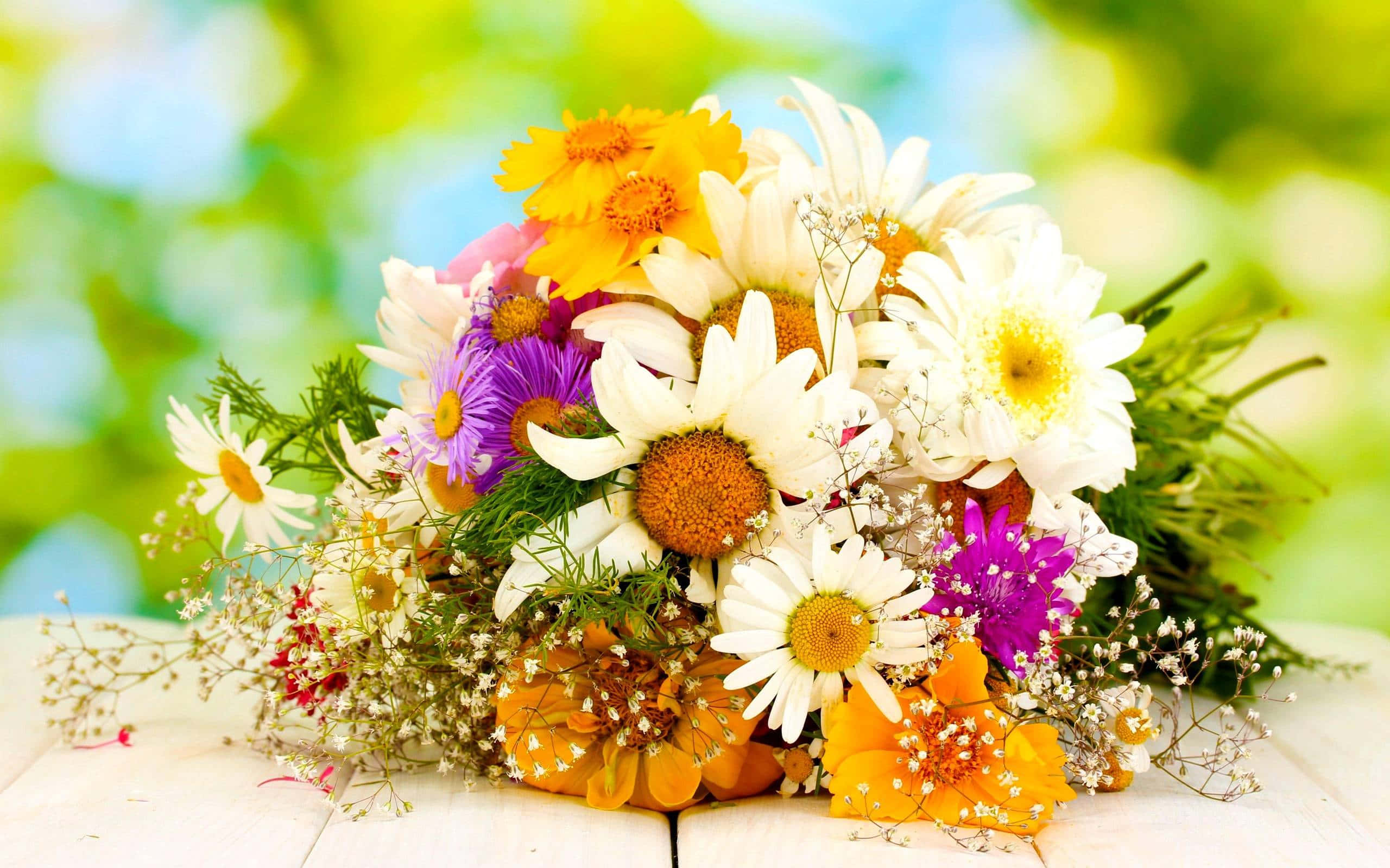 daisies, asters, baby's breath, 2K Desktop Wallpaper