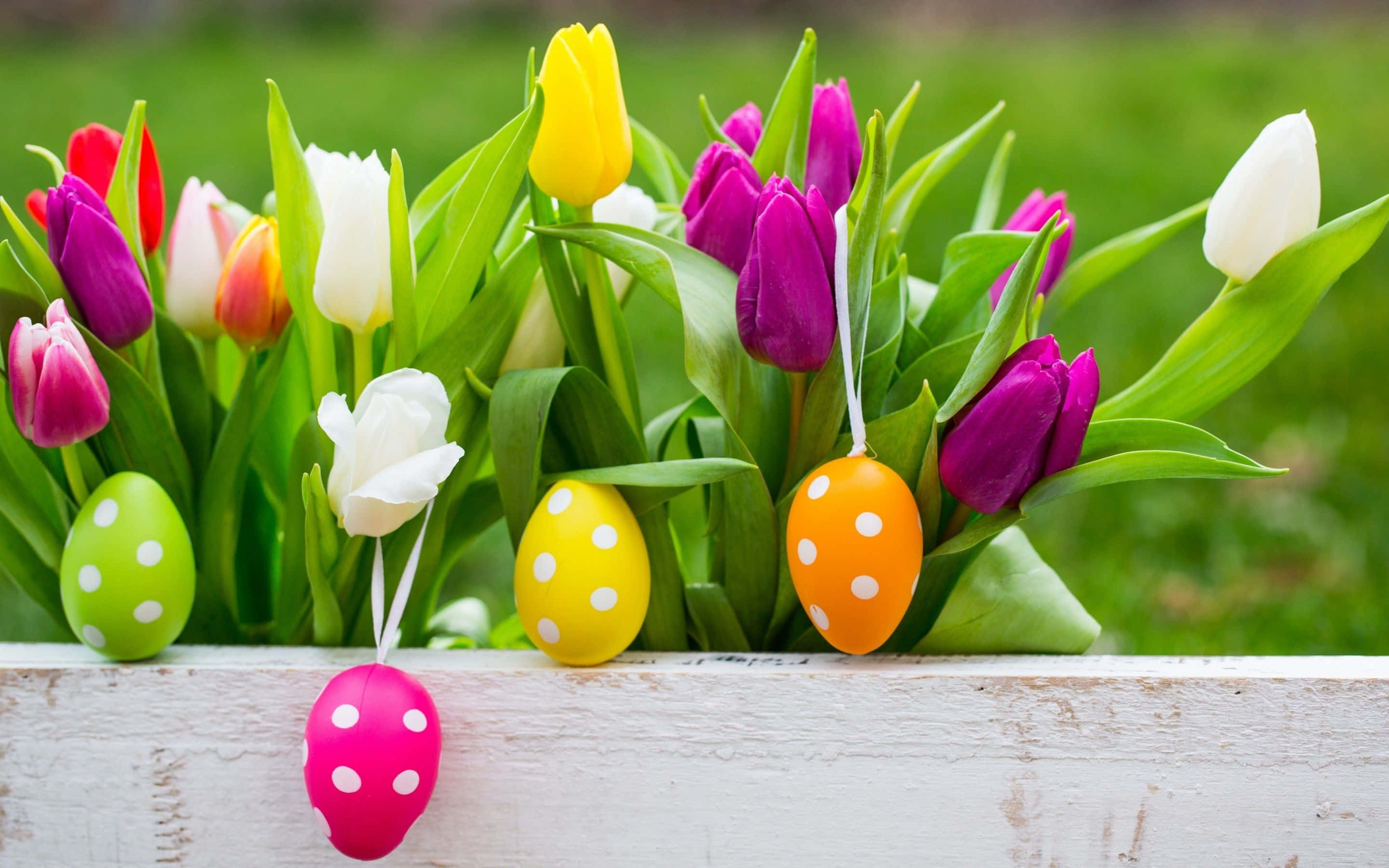 Florist, polka-dotted Easter eggs, colorful tulips, 2K Desktop Wallpaper