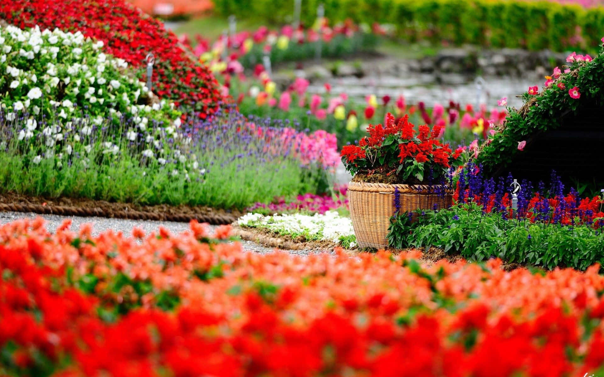 Florist, red white and purple flowers, gravel path, Full HD Desktop Wallpaper