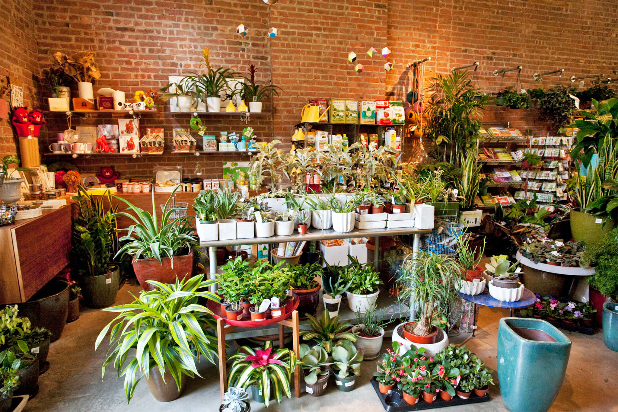 florist, indoor plant shop, lush greenery, Full HD Desktop Wallpaper