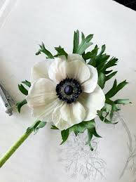 anemone flower, white anemone, dark center, SD Phone Wallpaper
