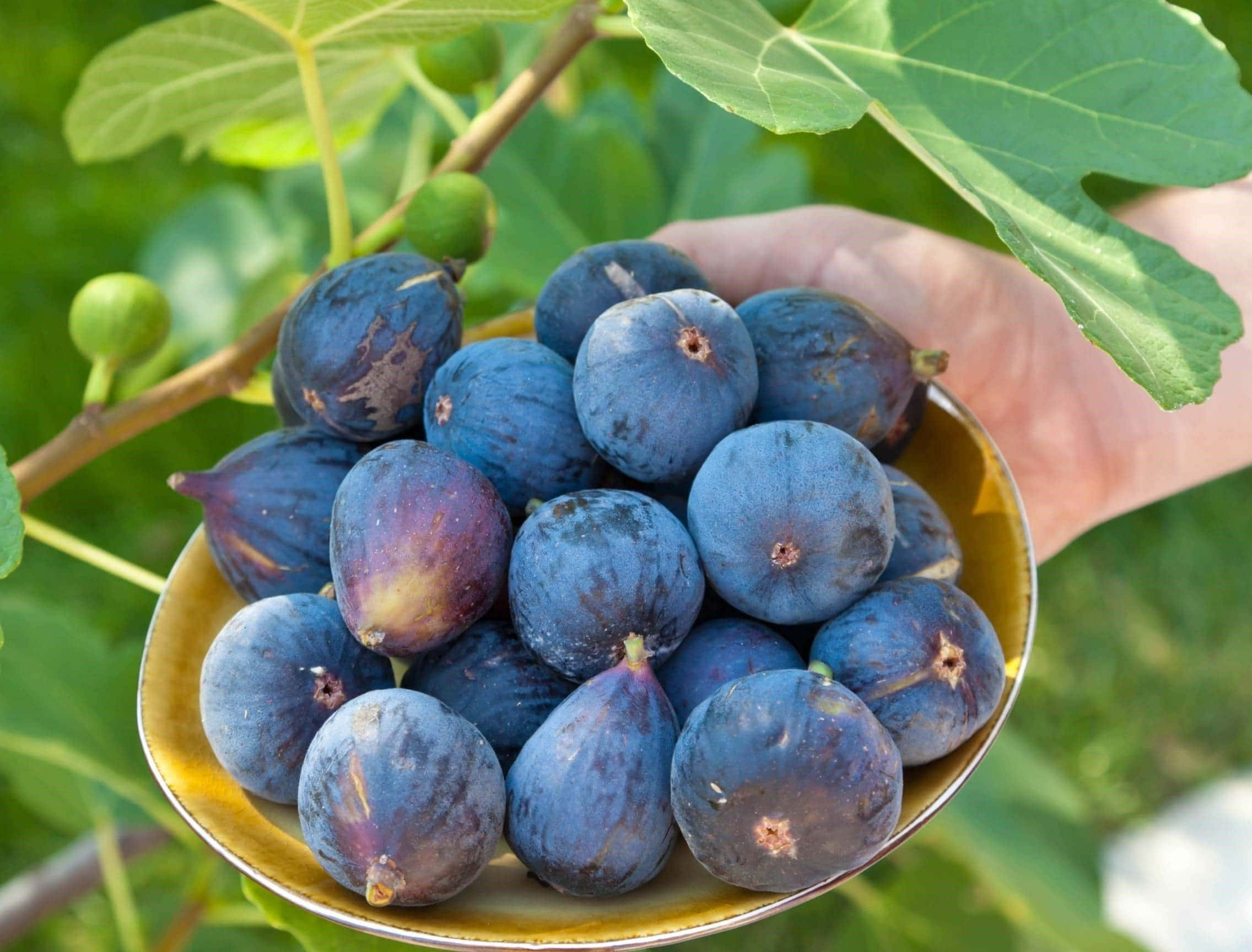 yellow bowl, ripe purple figs, green leaves, Full HD Desktop Wallpaper