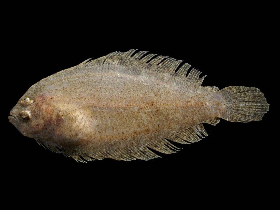 Flounder