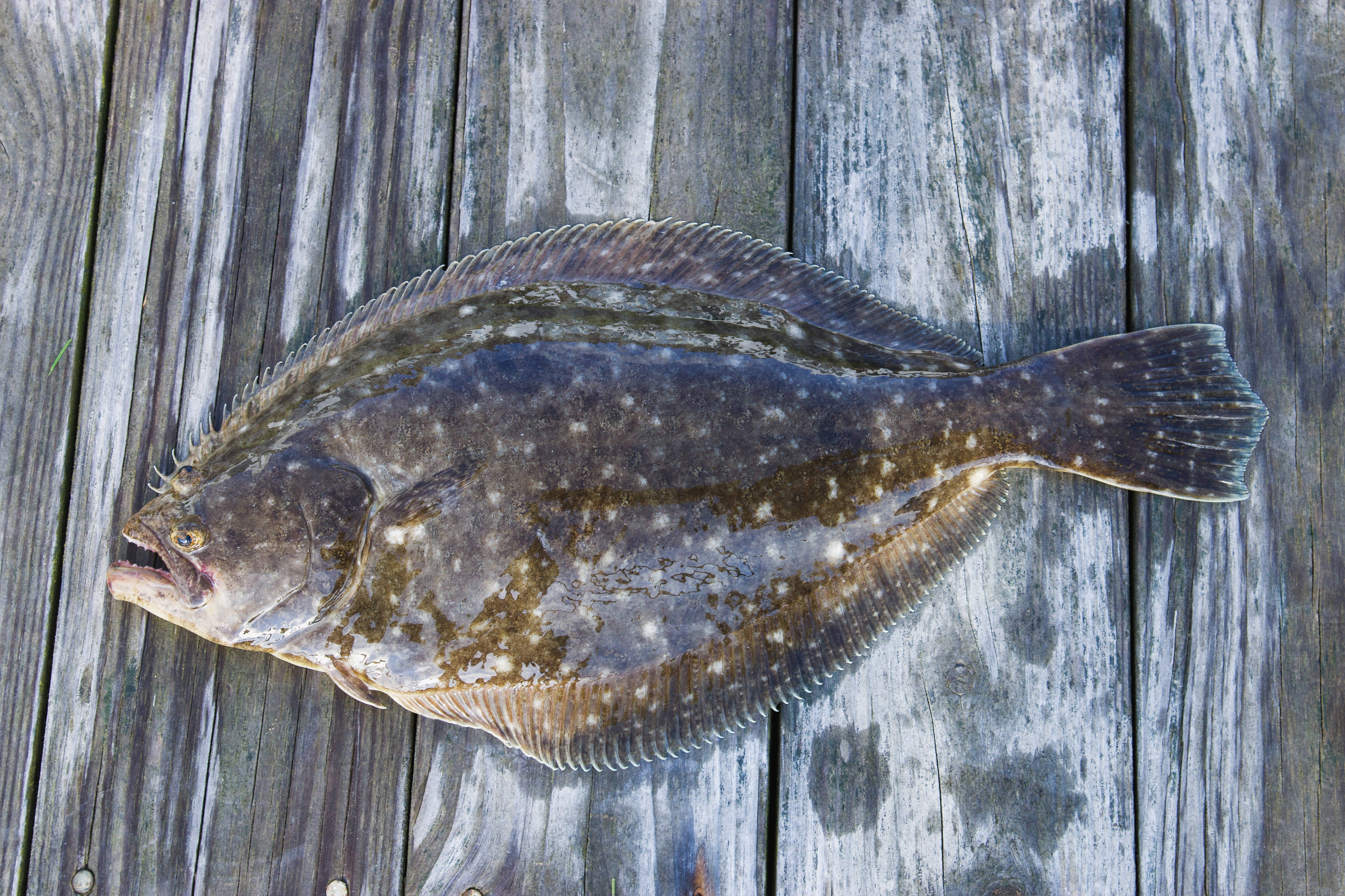 fresh damp flounder, flatfish, mottled brown and white spots, 5K Desktop Wallpaper
