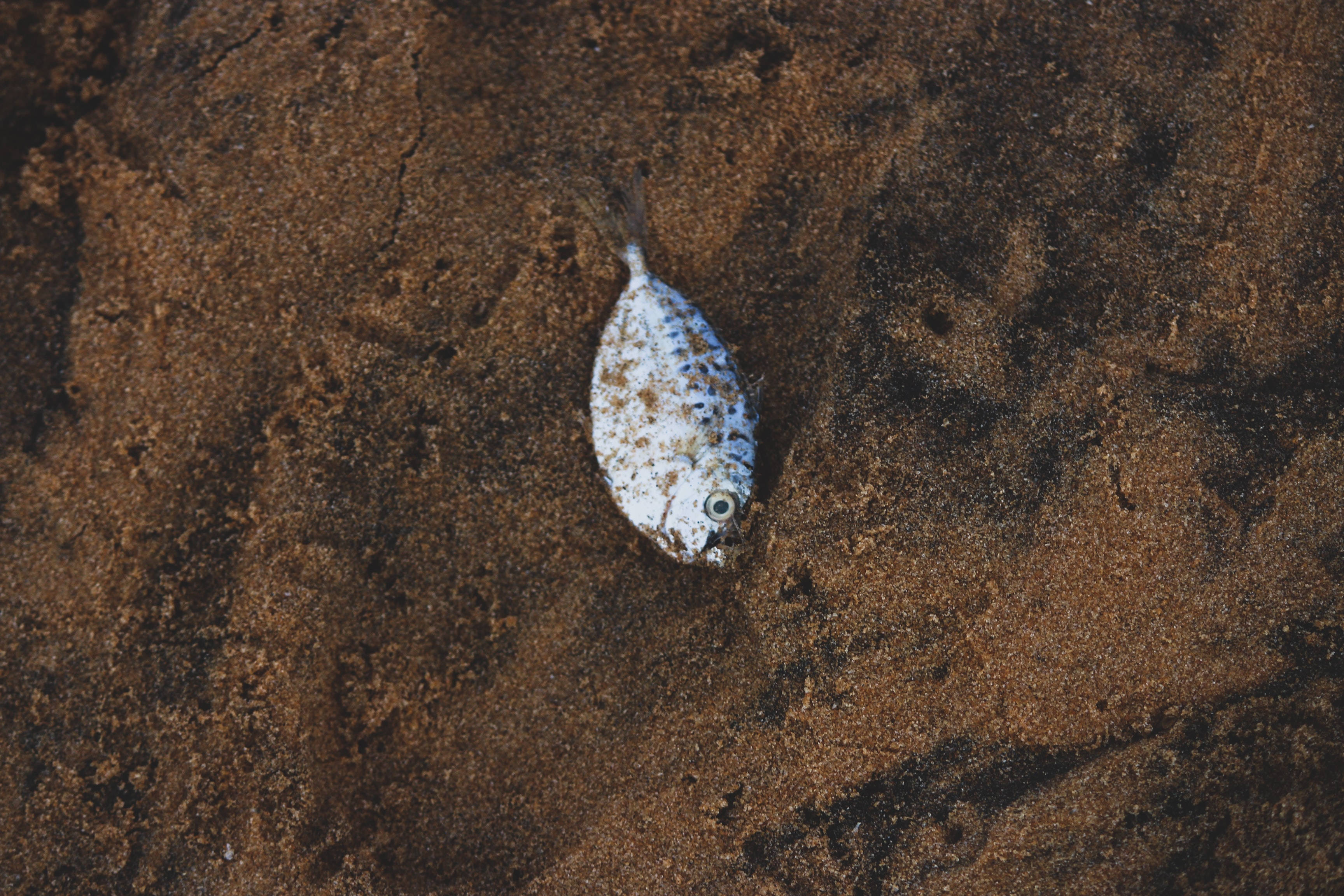 silver flounder, dark wet sand, eye still gleaming, 2K Desktop Wallpaper