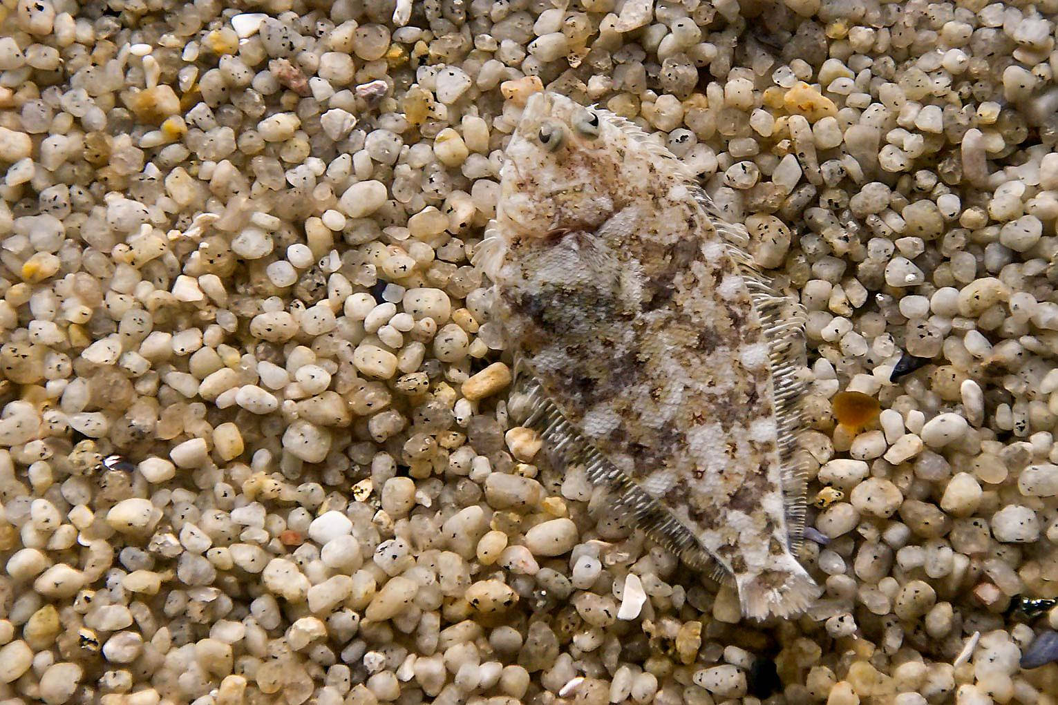 flounder, camouflaged, pebbles, HD Desktop Wallpaper