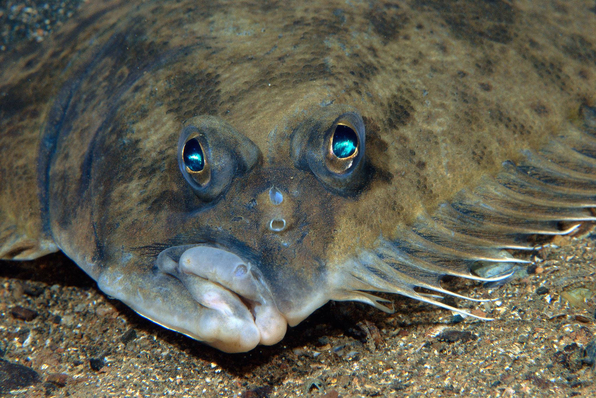 flounder, flatfish, blue eyes, Full HD Desktop Wallpaper