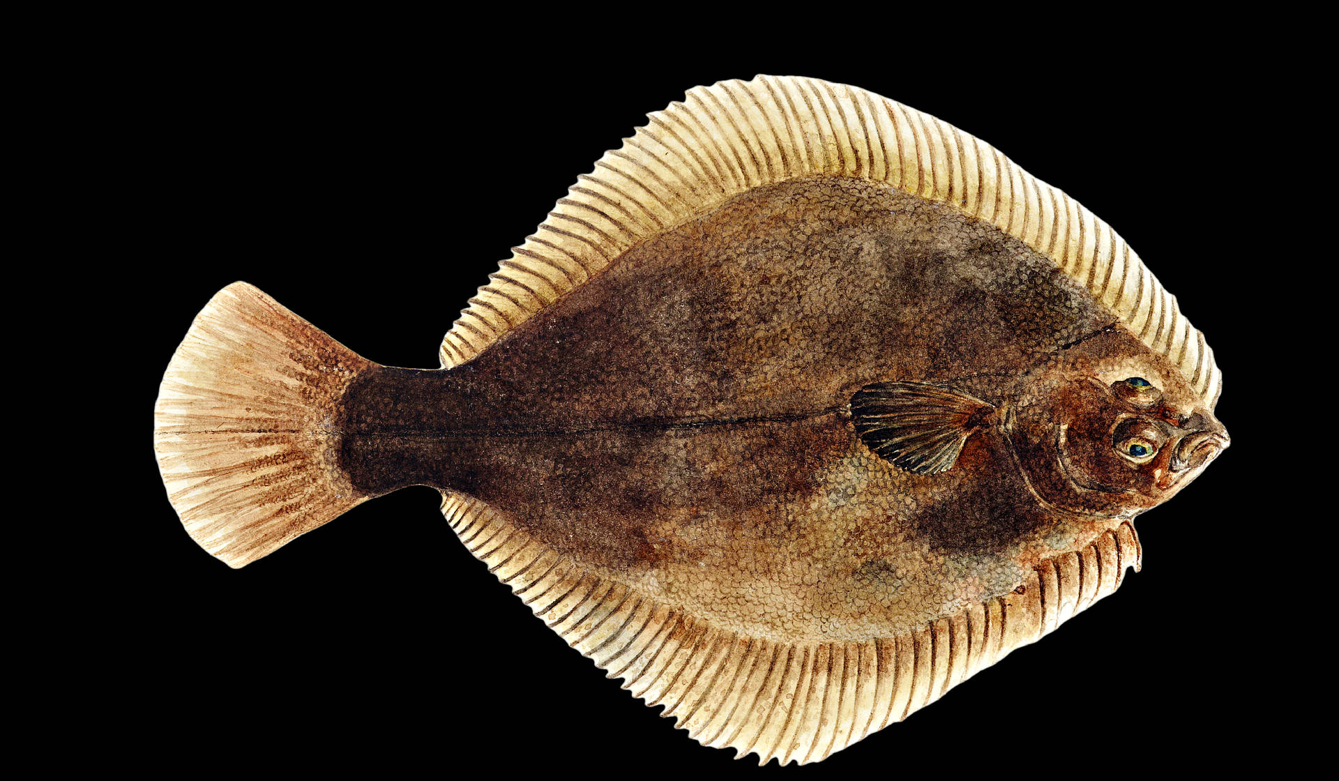 edible greenback flounder, mottled brown and beige scales, fringed fins, Full HD Desktop Wallpaper