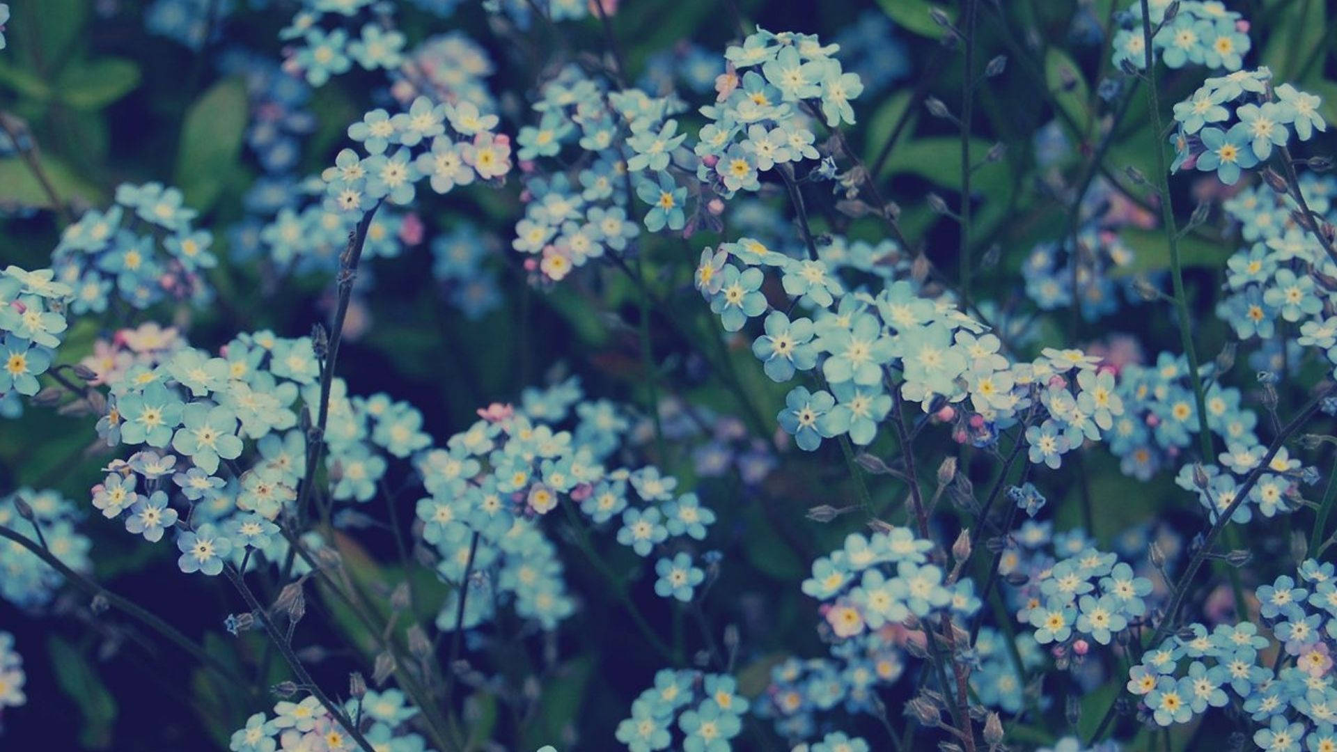 baby blue flowers aesthetic, forget-me-nots, soft blue, Full HD Desktop Wallpaper