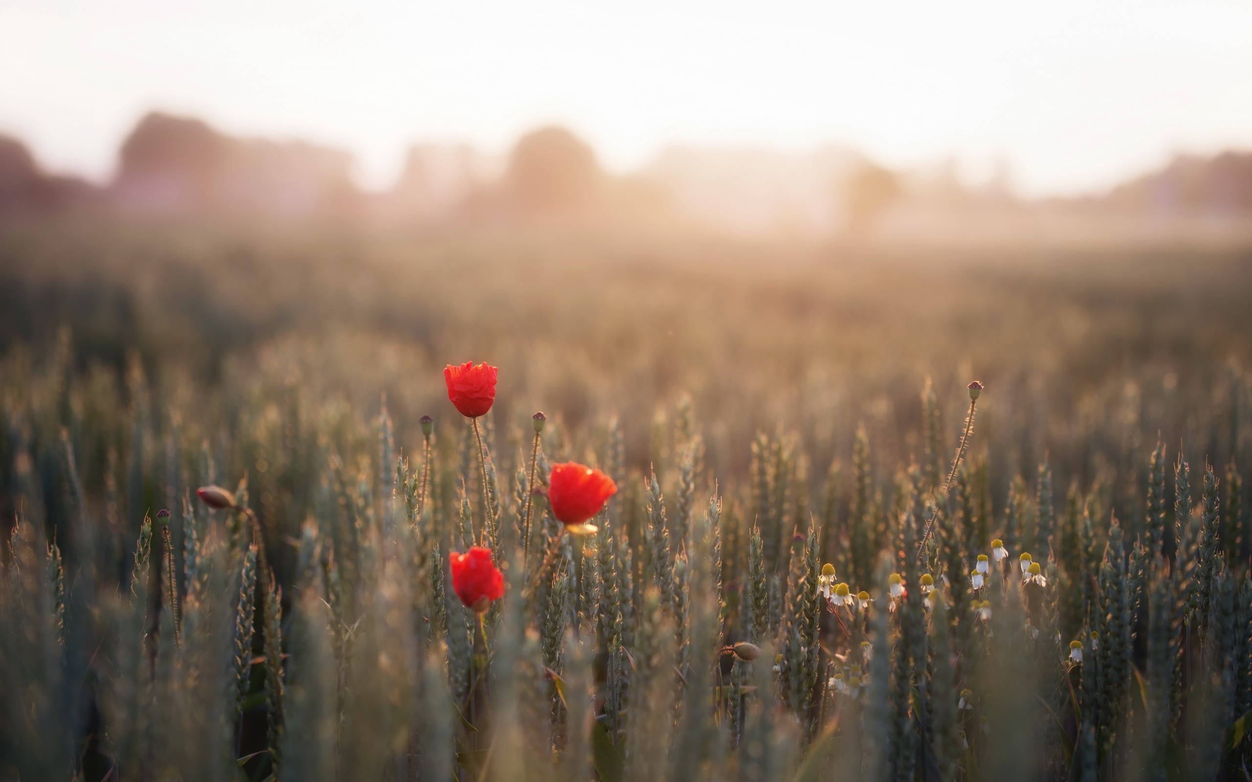 wheat field, red poppies, golden wheat stalks, 2K Desktop Wallpaper