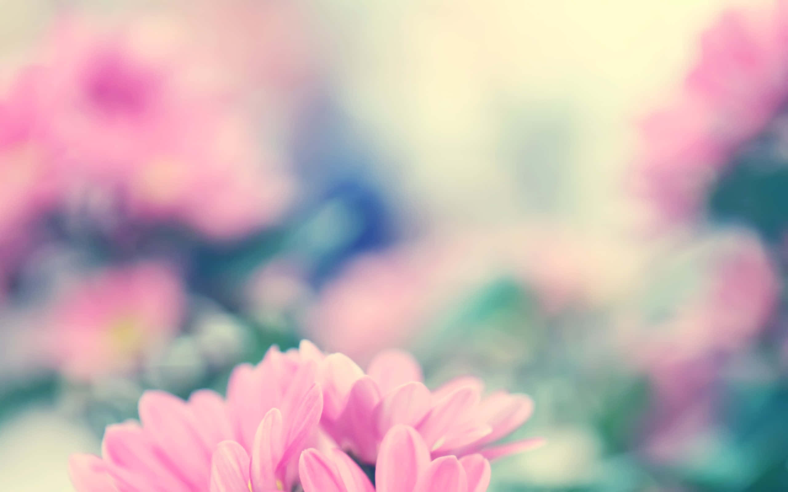Tumblr Flowers Desktop, soft pink flowers, dreamy pastel blur, 2K Desktop Wallpaper