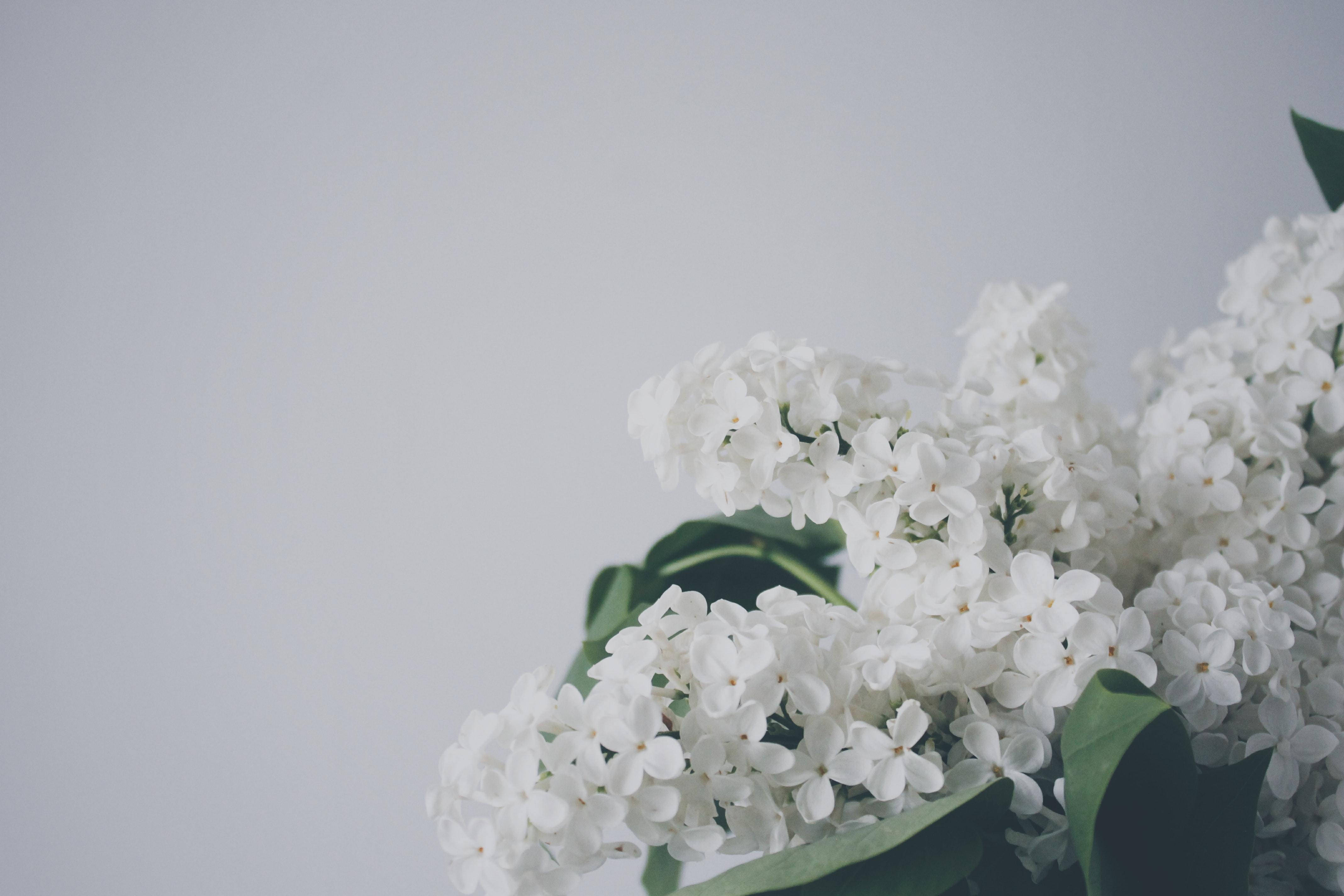 white lilac blossoms, deep green leaves, soft gray background, 4K Desktop Wallpaper