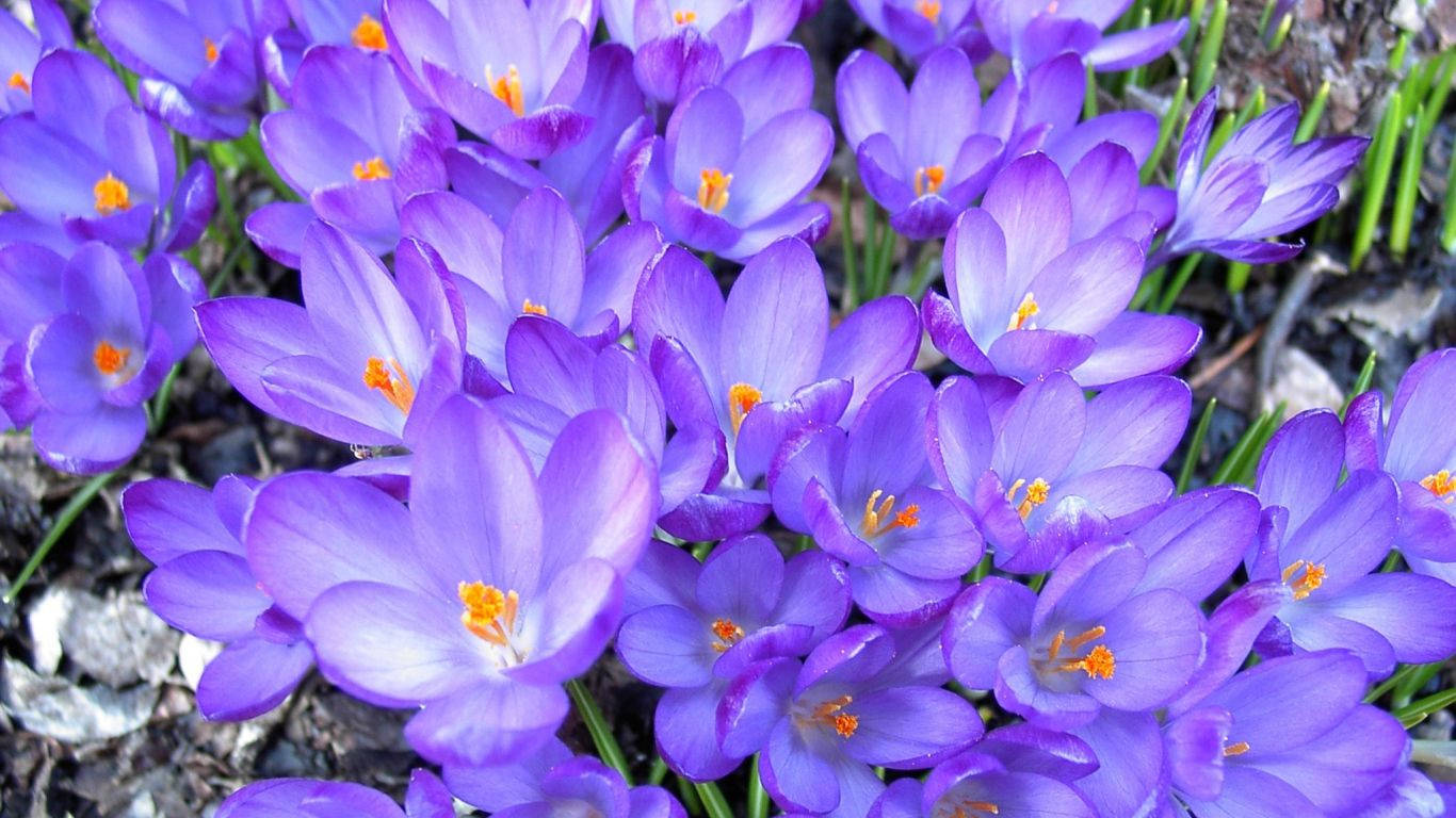 saffron crocus, purple crocus flowers, early spring, HD Desktop Wallpaper