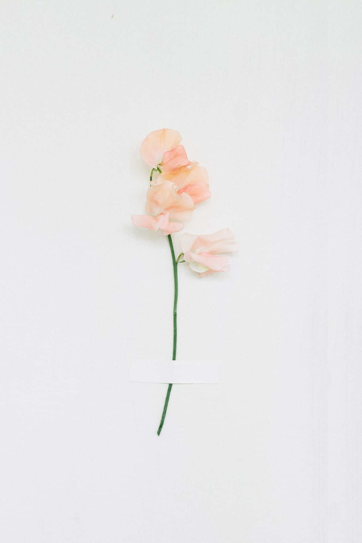 minimalist flower, peach sweet pea, soft petals, HD Phone Wallpaper