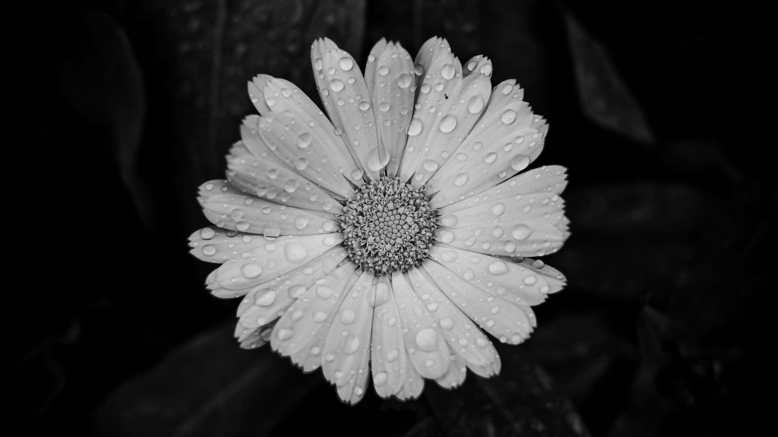 daisy, monochrome, water droplets, 2K Desktop Wallpaper