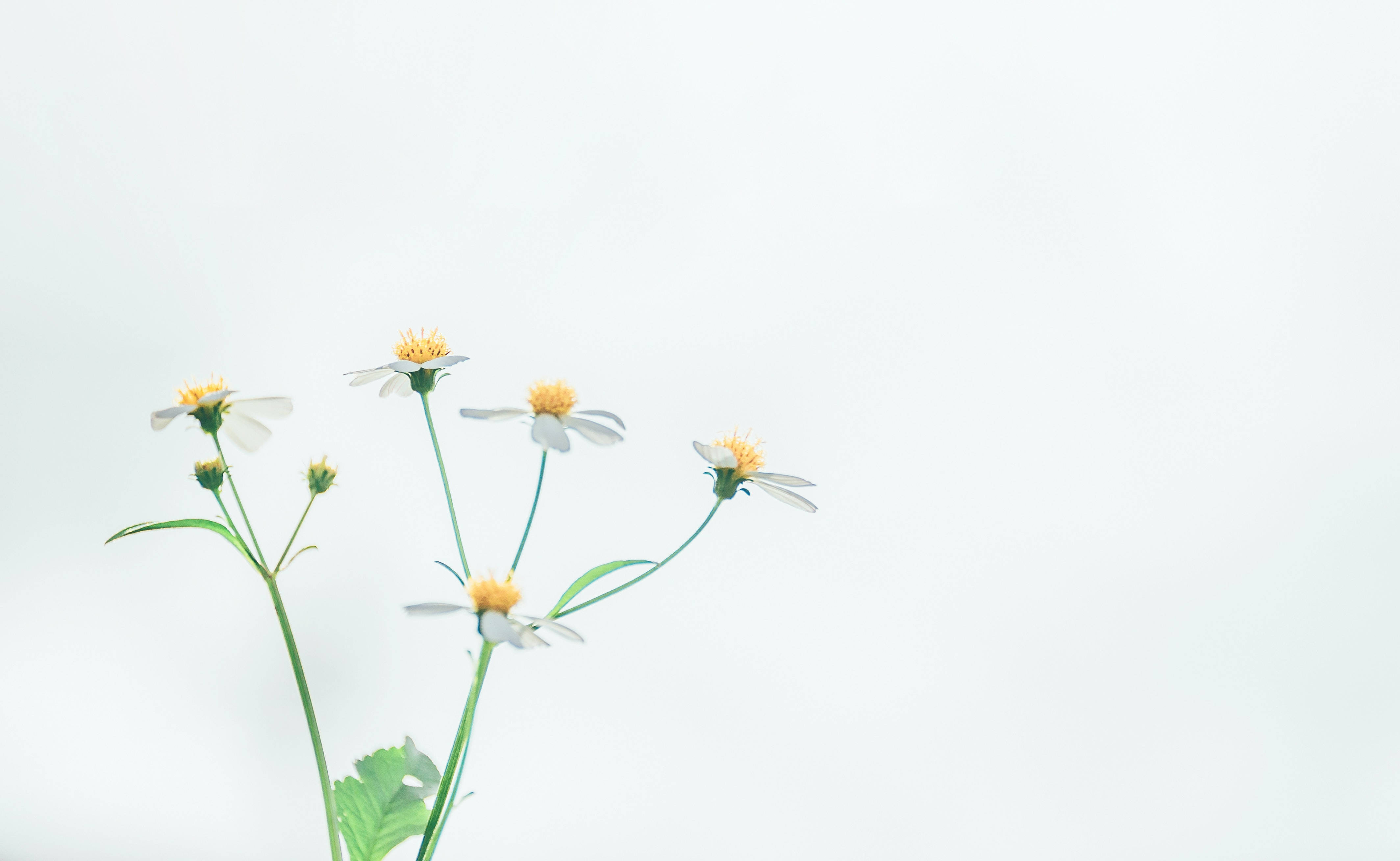 white chamomile flowers, white daisies, yellow centers, 4K Desktop Wallpaper