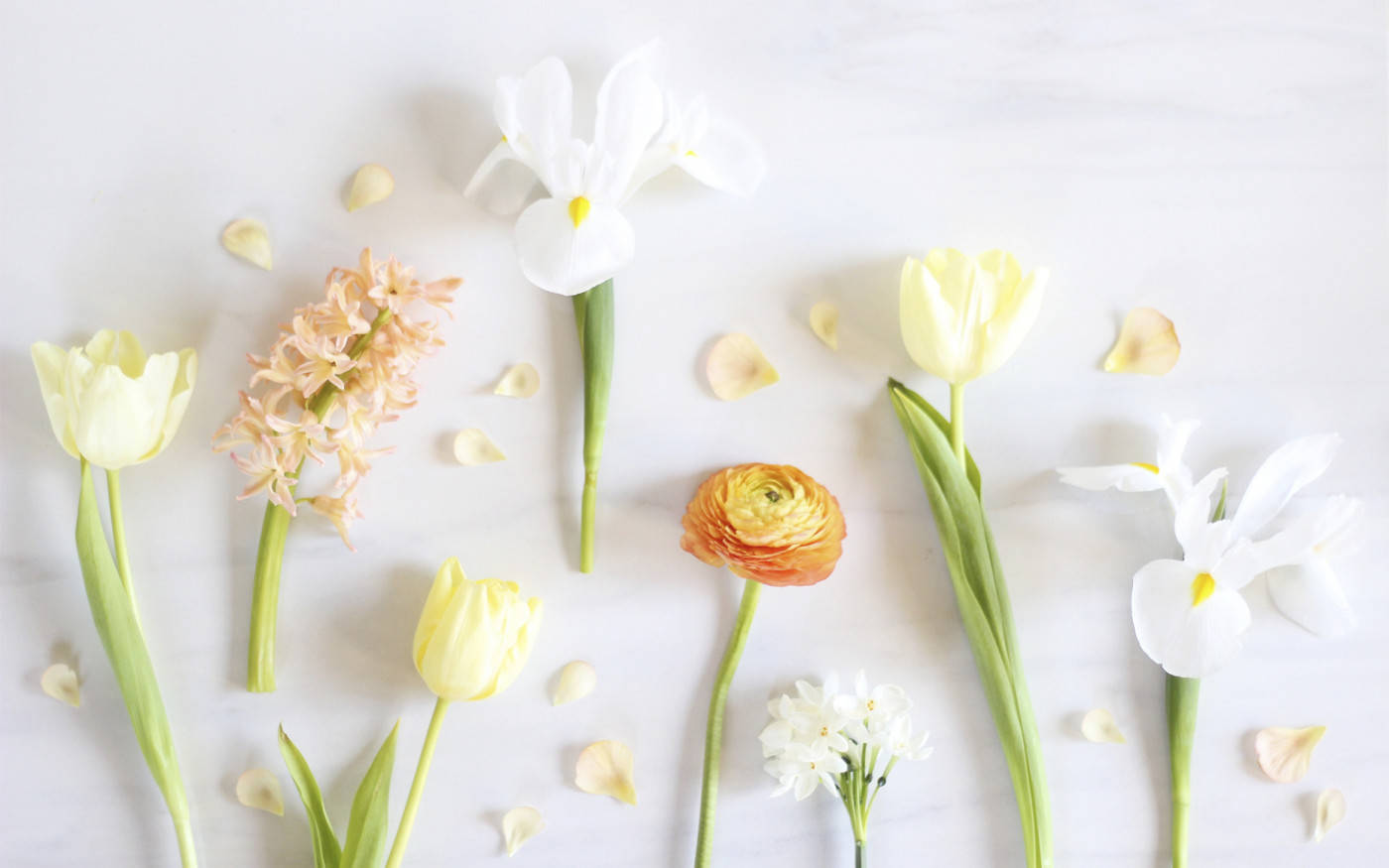 tulips, irises, ranunculus, HD Desktop Wallpaper