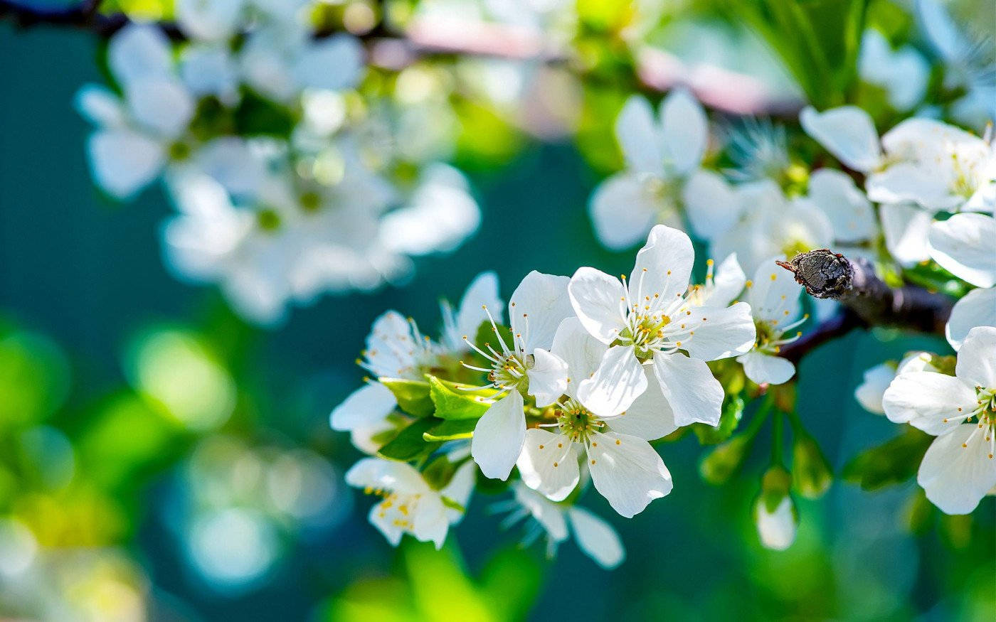 white flower, branch, soft green, HD Desktop Wallpaper