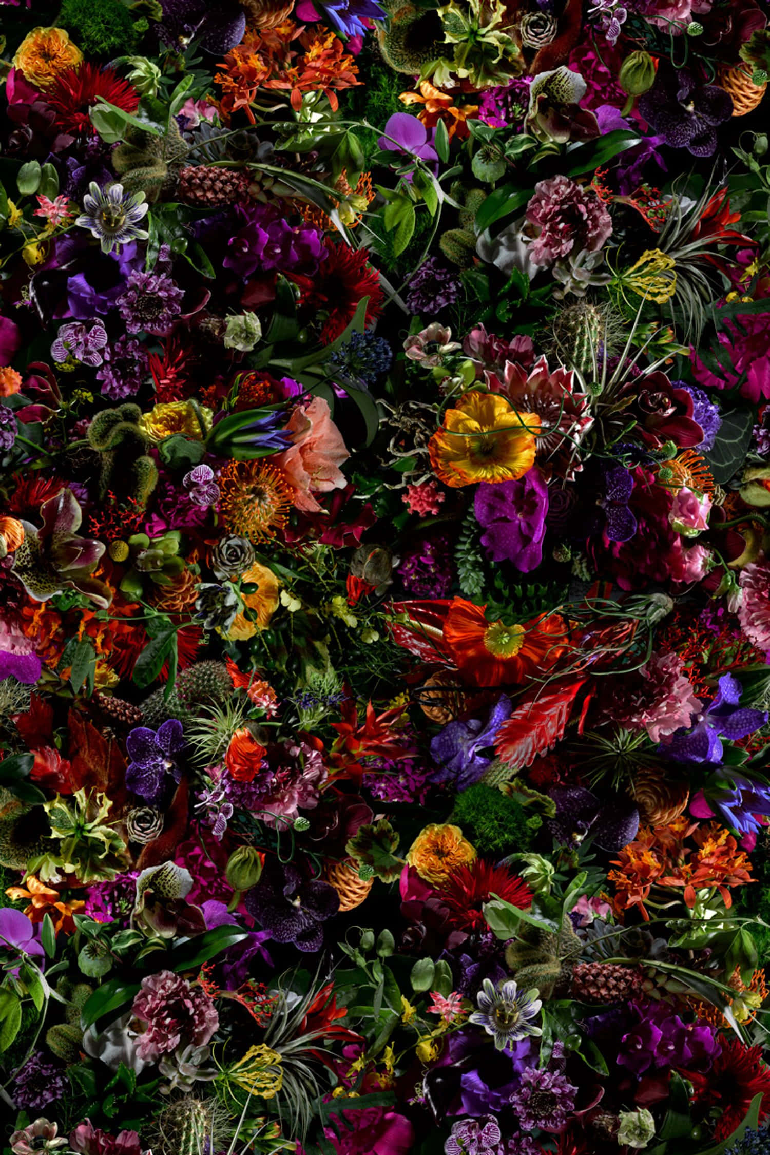 vividly colored flowers, deep purples, oranges, Full HD Phone Wallpaper