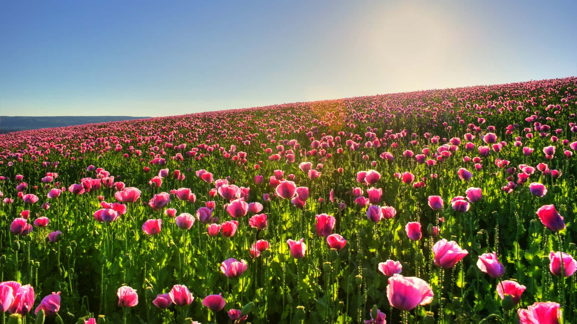 pink poppies, clear blue sky, sun, Full HD Desktop Wallpaper