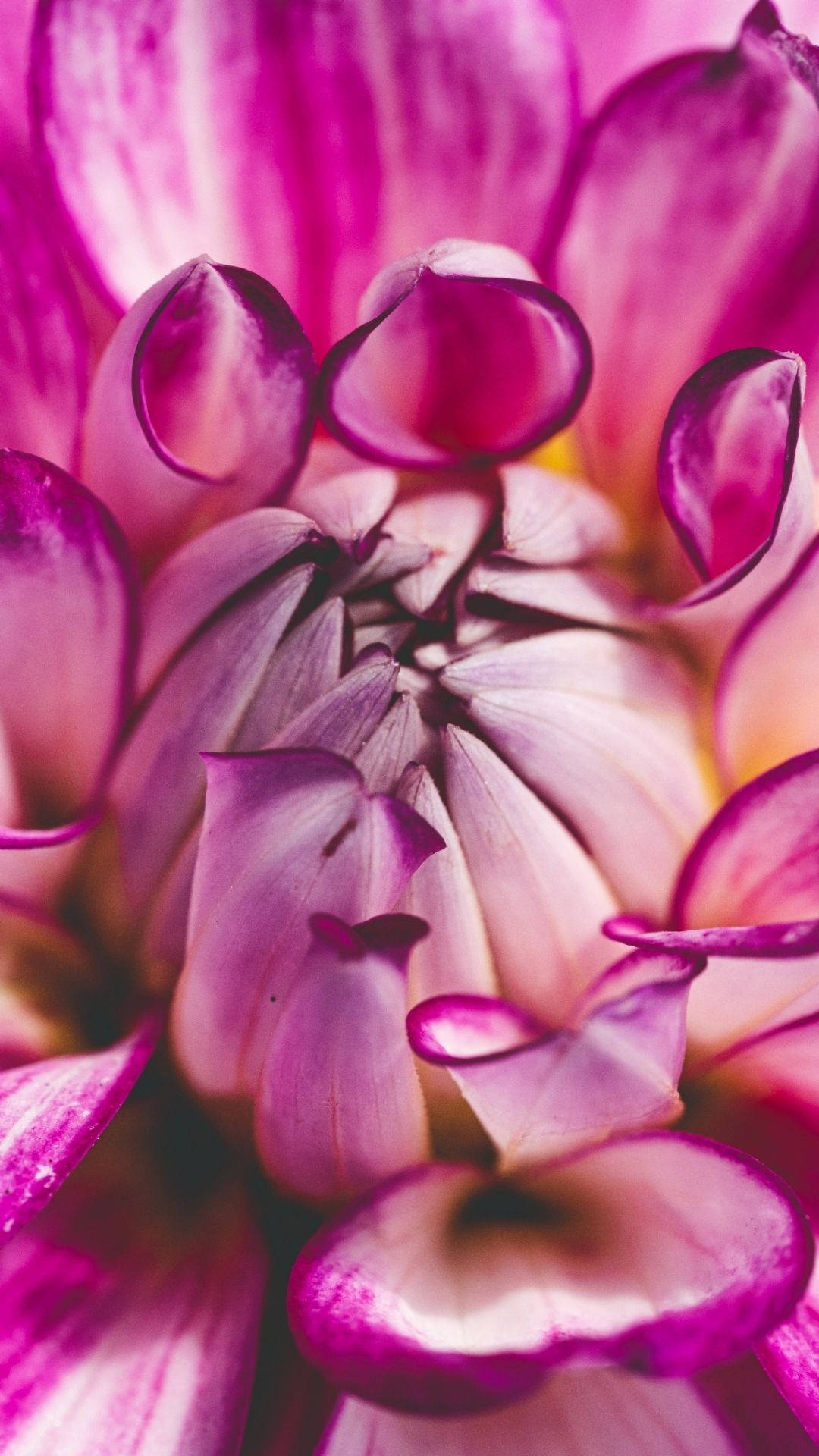 vibrant pink dahlia, layered petals, delicate gradients, Full HD Phone Wallpaper