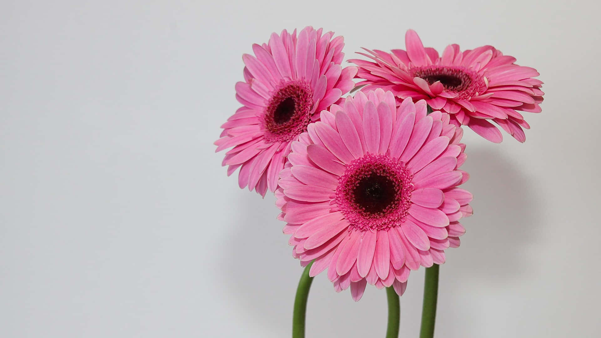 1920 x 1080, pink gerbera daisies, dark centers, Full HD Desktop Wallpaper