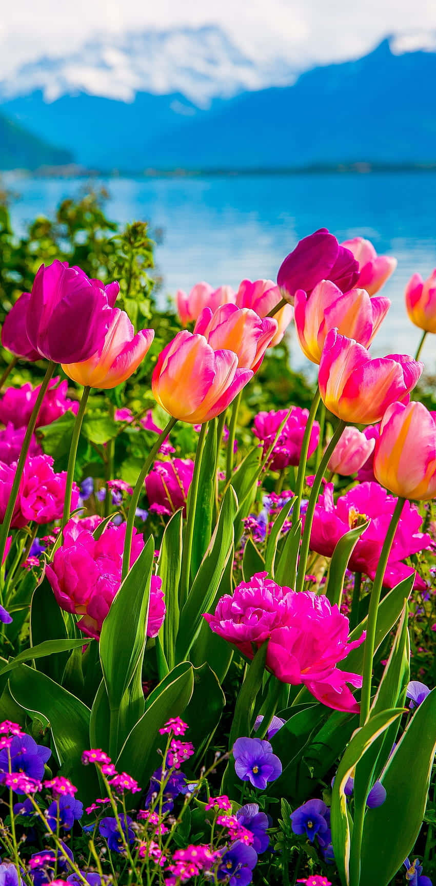 pink tulips, orange tulips, blue lake, HD Phone Wallpaper