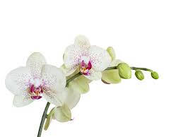 white orchid, delicate pink centers, green buds, SD Desktop Wallpaper