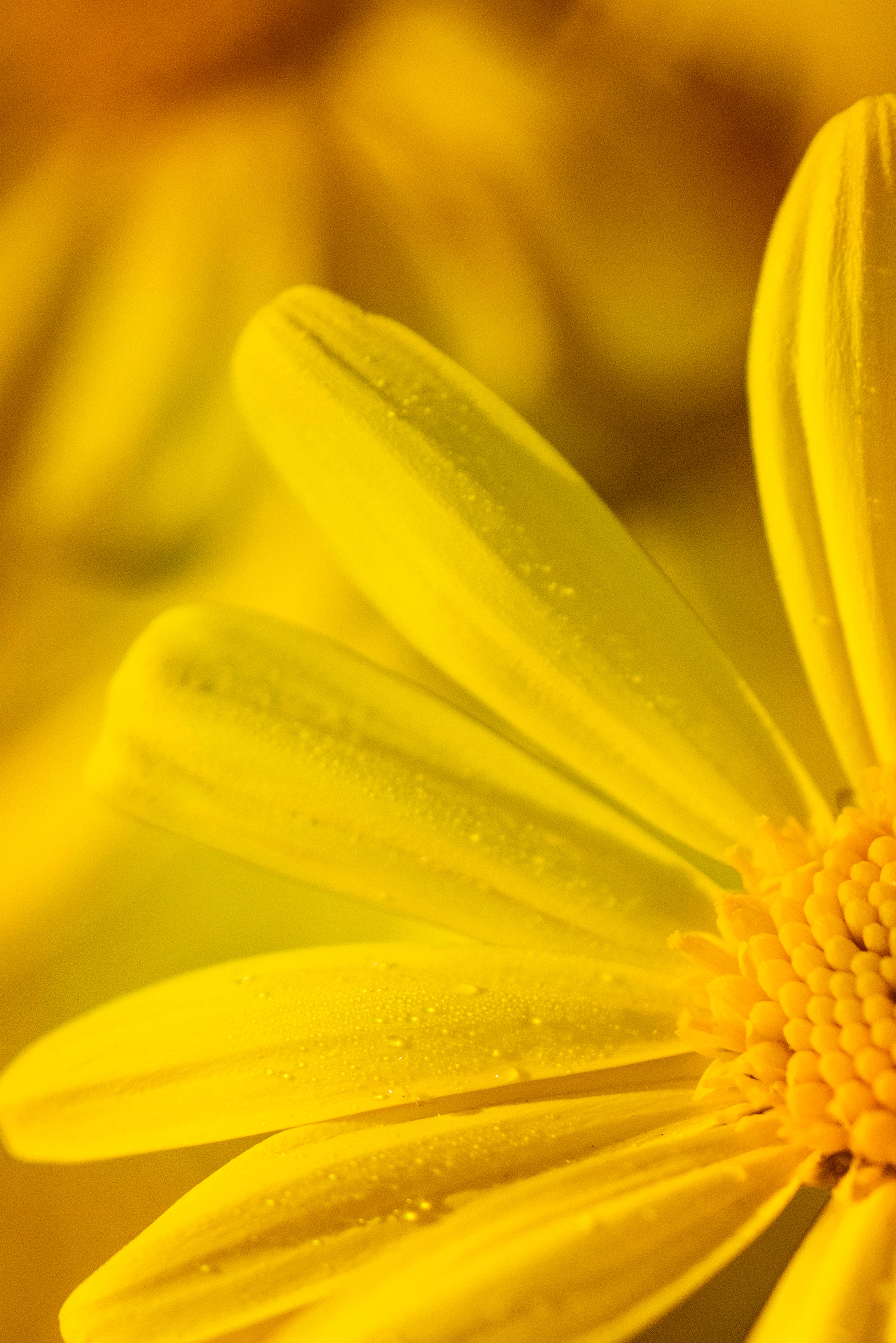 yellow daisy, dew drops, soft blurred background, 5K Phone Wallpaper
