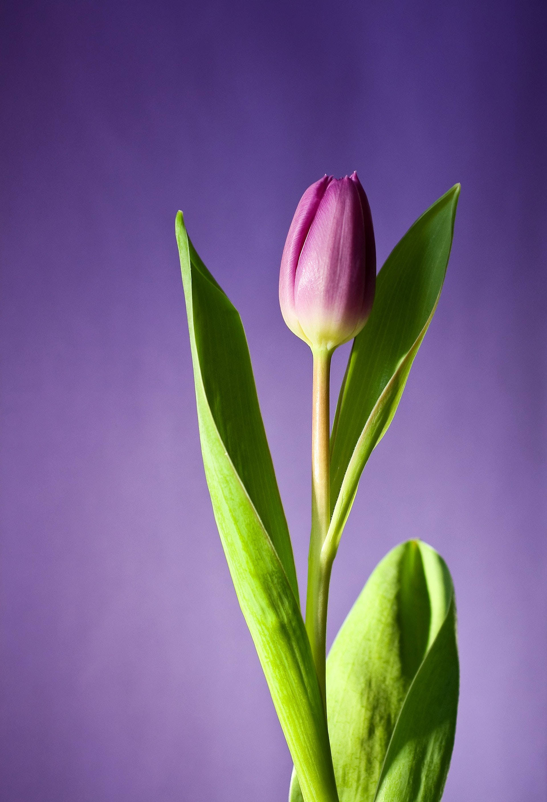 purple tulip, green leaves, solid purple background, 2K Phone Wallpaper
