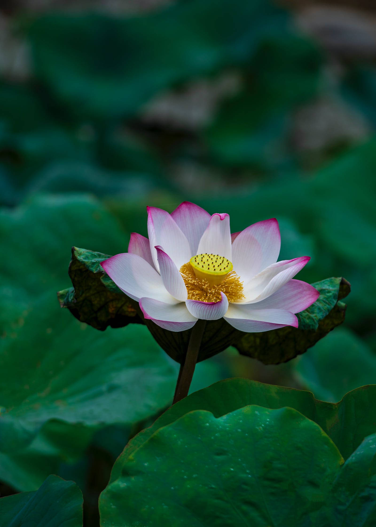 lotus flower, pink, white, Full HD Phone Wallpaper