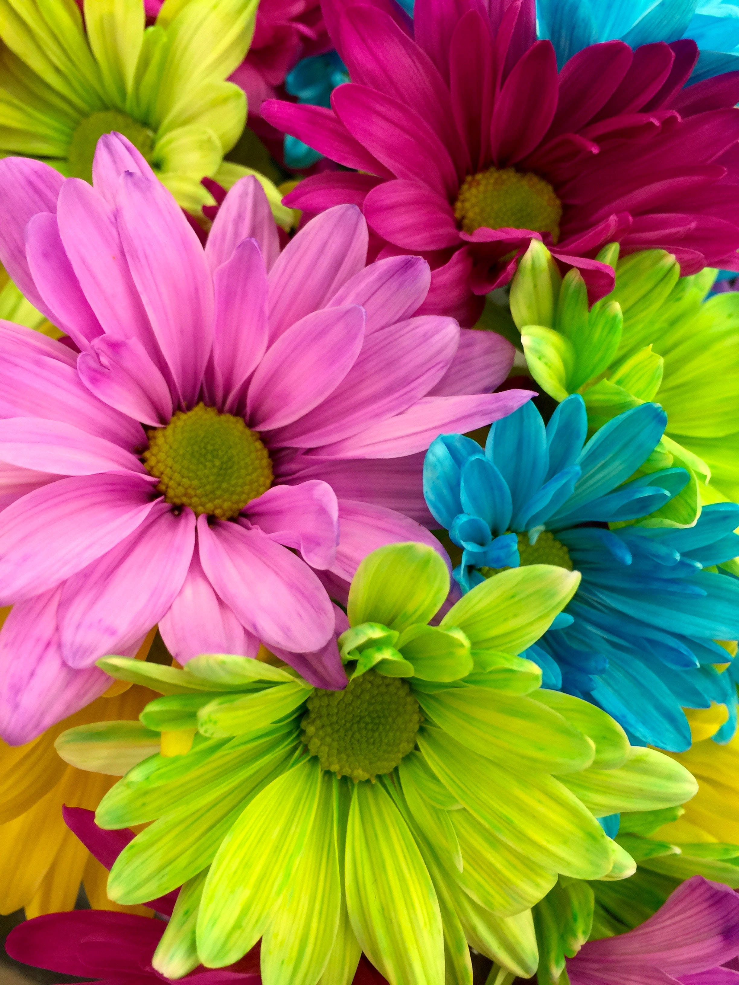 colorful flowers android, multicolored daisies, pink blue green and yellow, 2K Phone Wallpaper