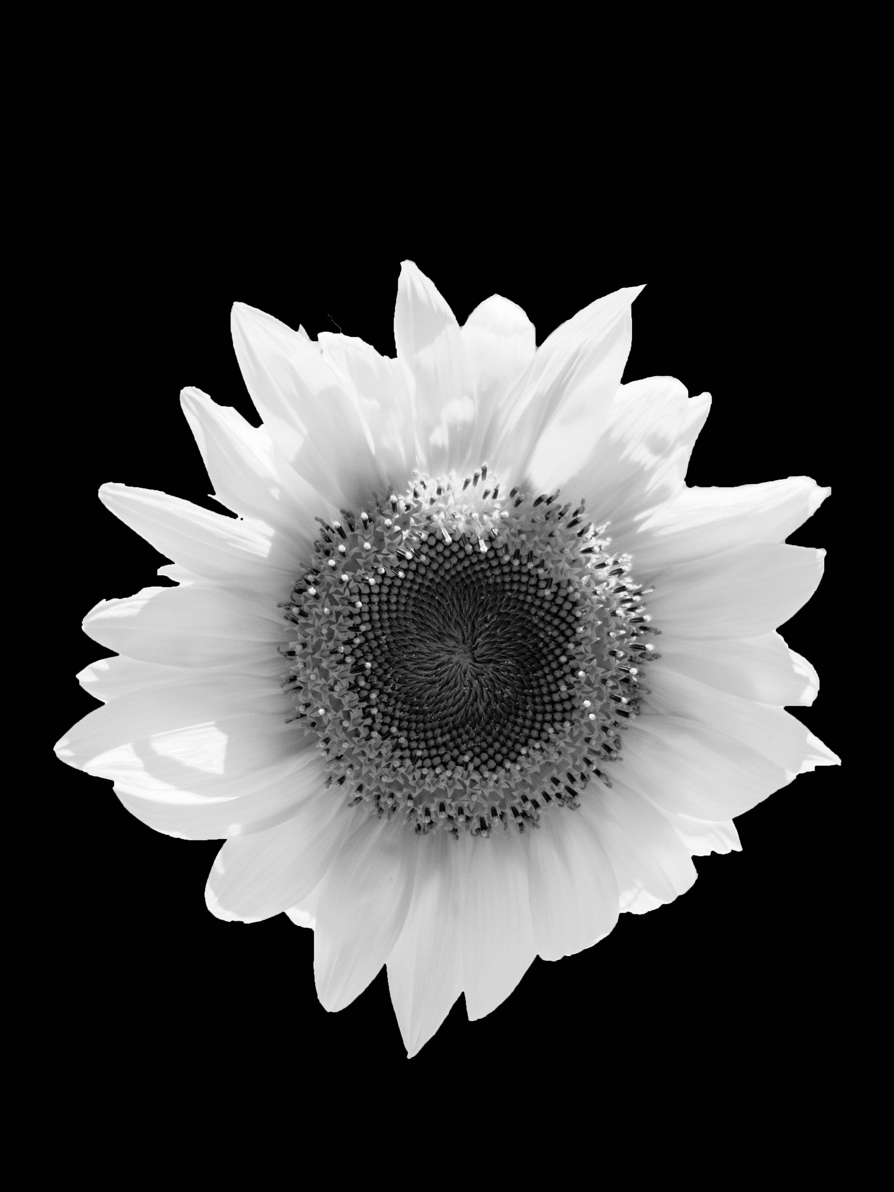 Black And White Flower Android, monochrome sunflower, delicate petals, 4K Phone Wallpaper