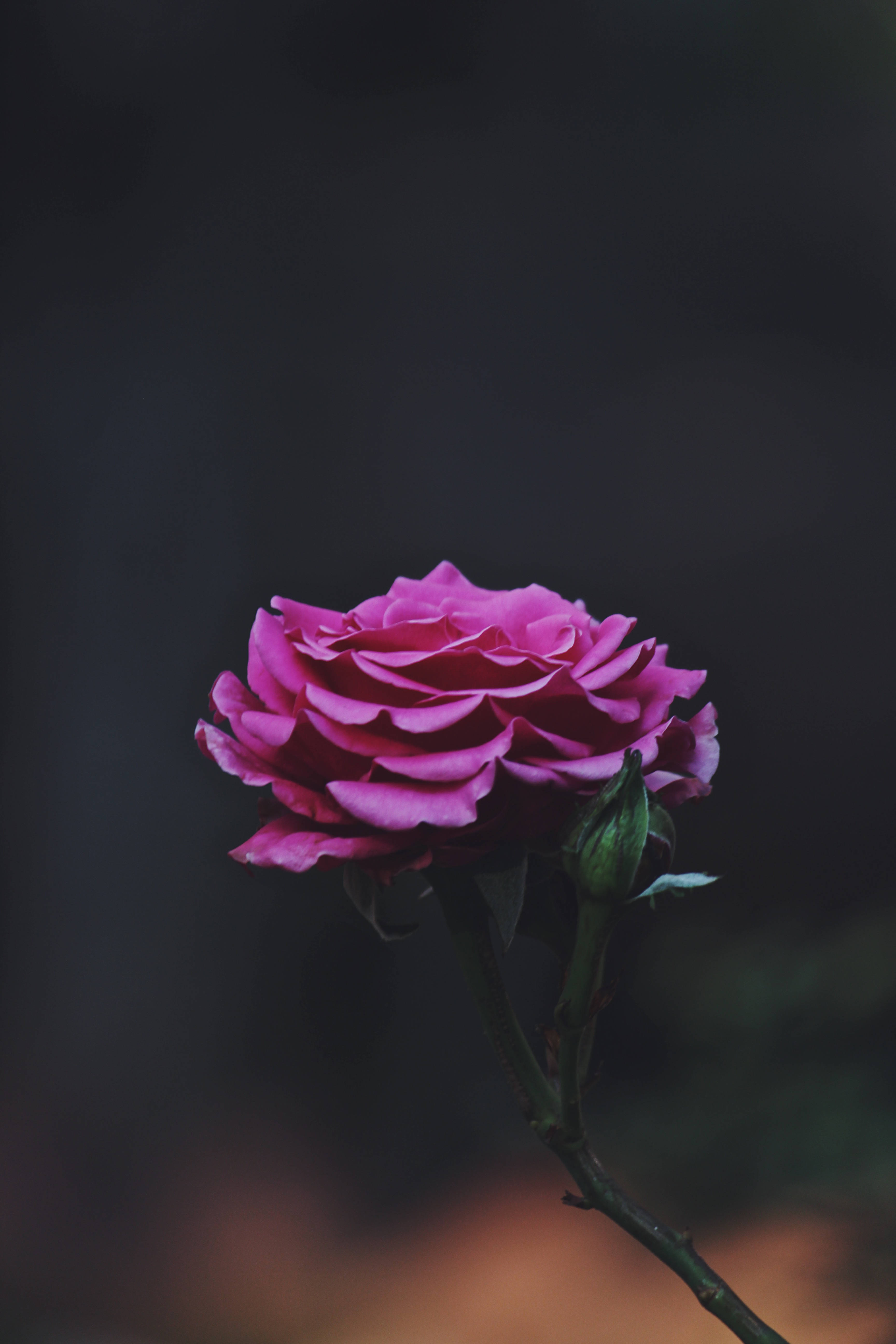 single pink rose, vibrant pink rose, budding stem, 5K Phone Wallpaper