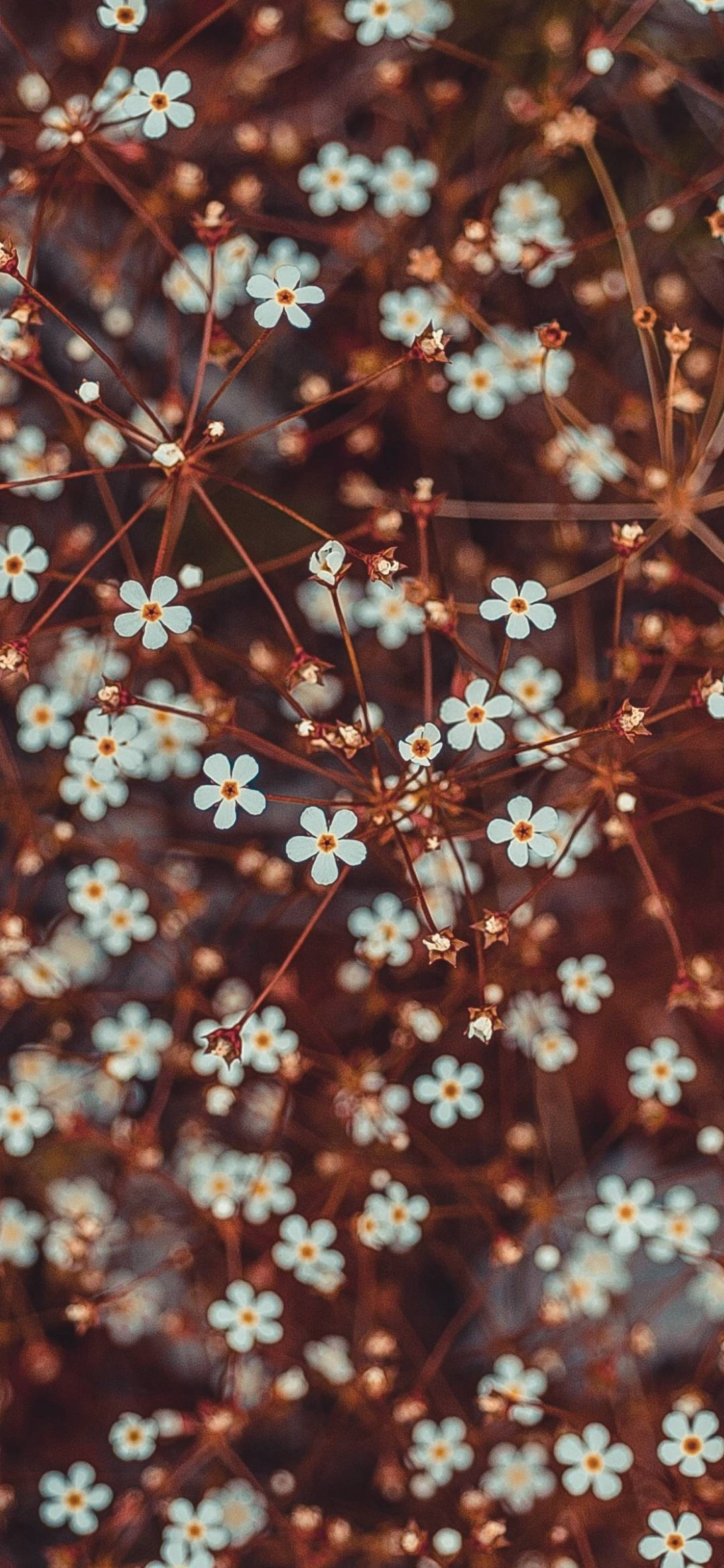 red stemmed small white flower phone, tiny white flowers, yellow centers, Full HD Phone Wallpaper