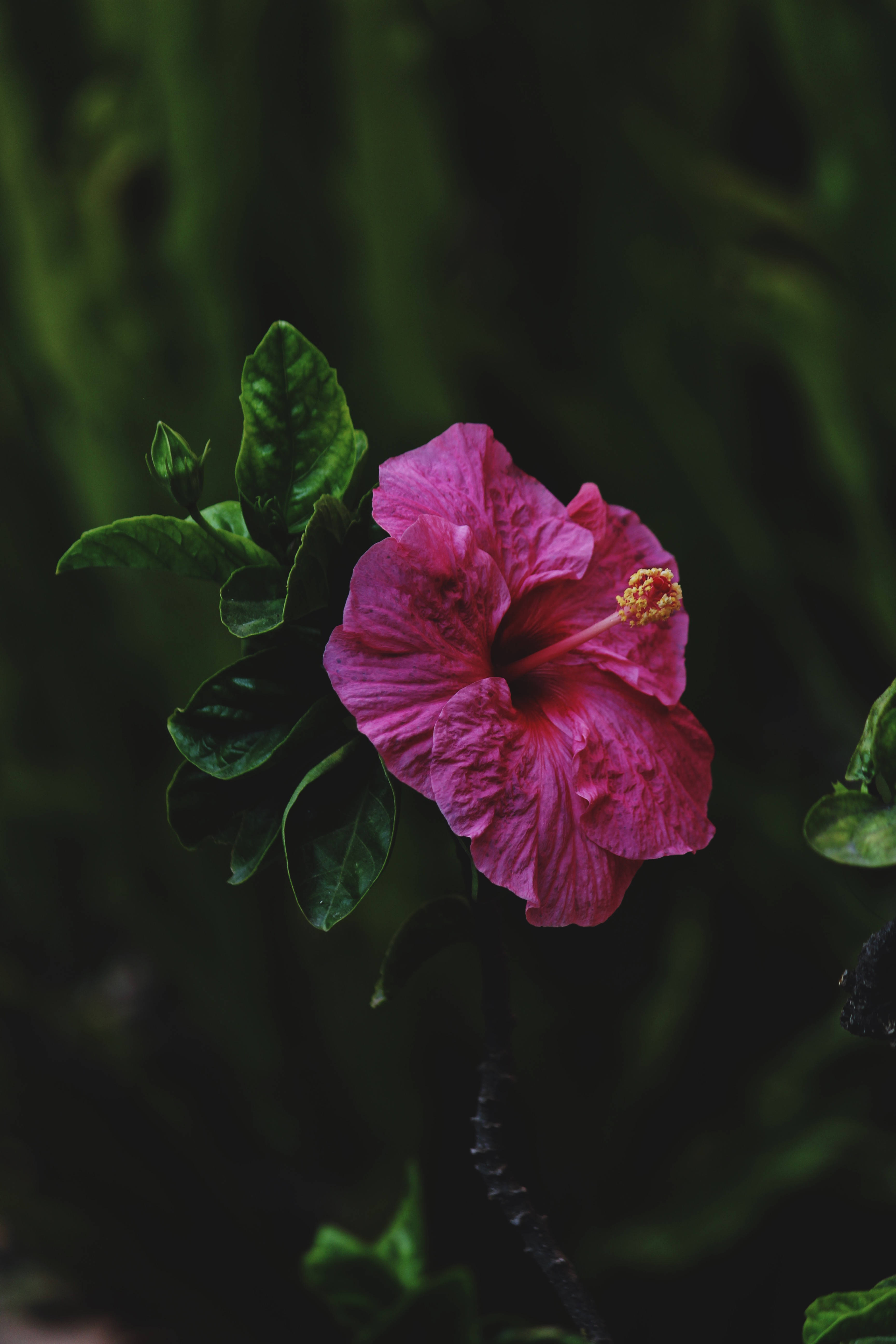 pink hibiscus flower, dark green blurred foliage, blooms, 5K Phone Wallpaper