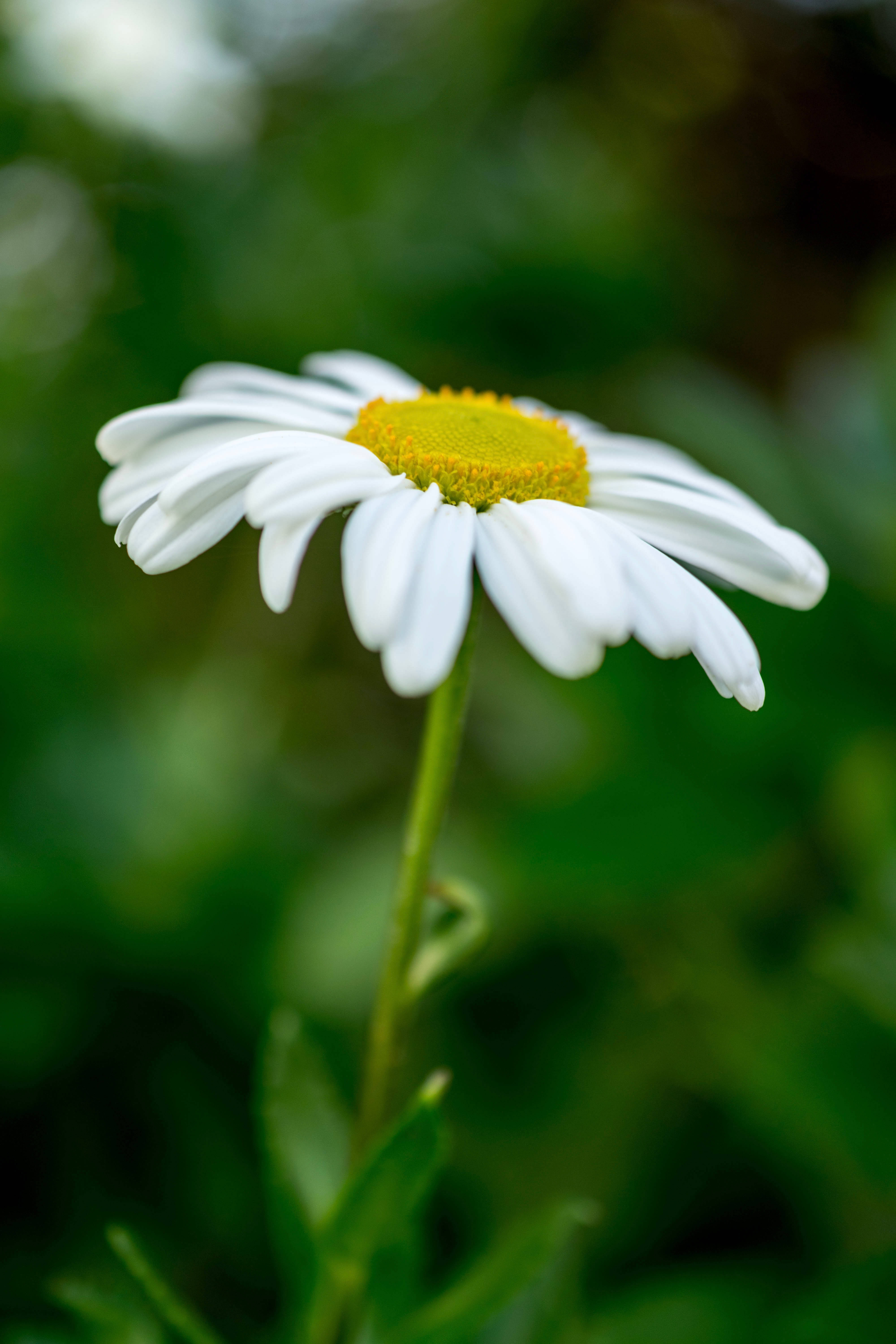 white daisy, vibrant yellow center, soft green blurred background, 5K Phone Wallpaper