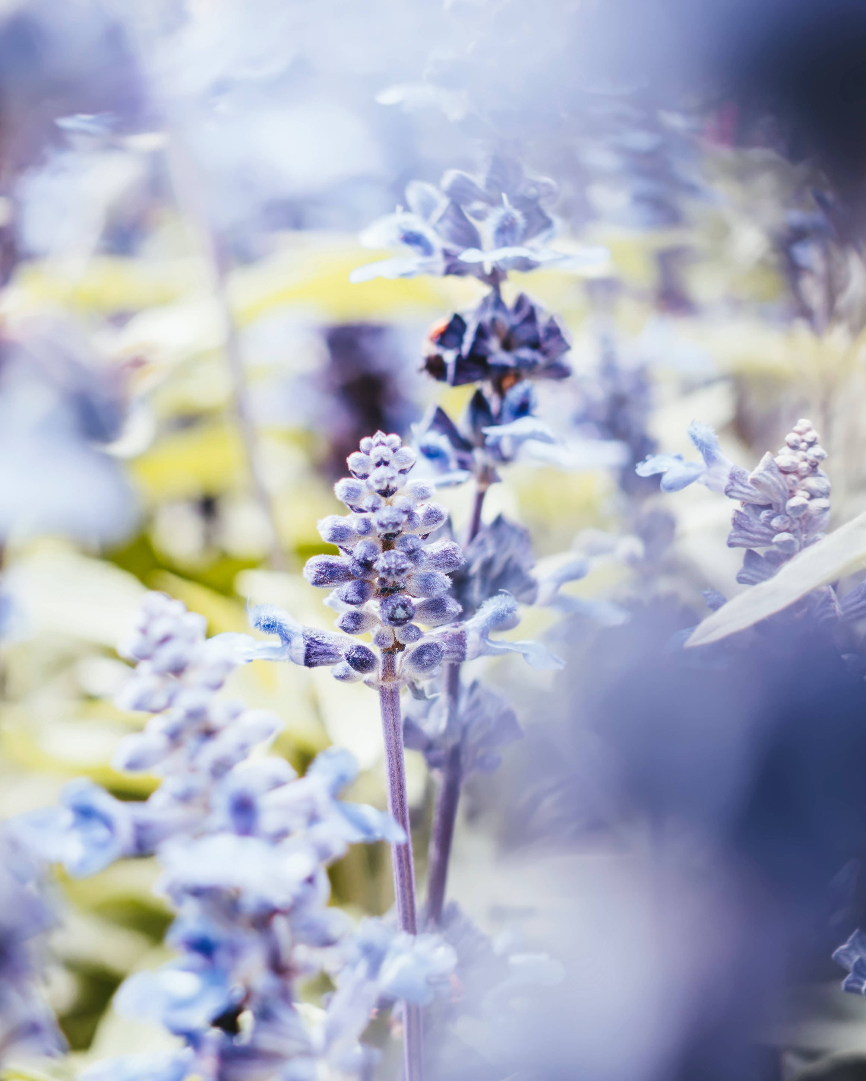 lavender flower android, soft purple flower spikes, dreamy bokeh, 2K Phone Wallpaper