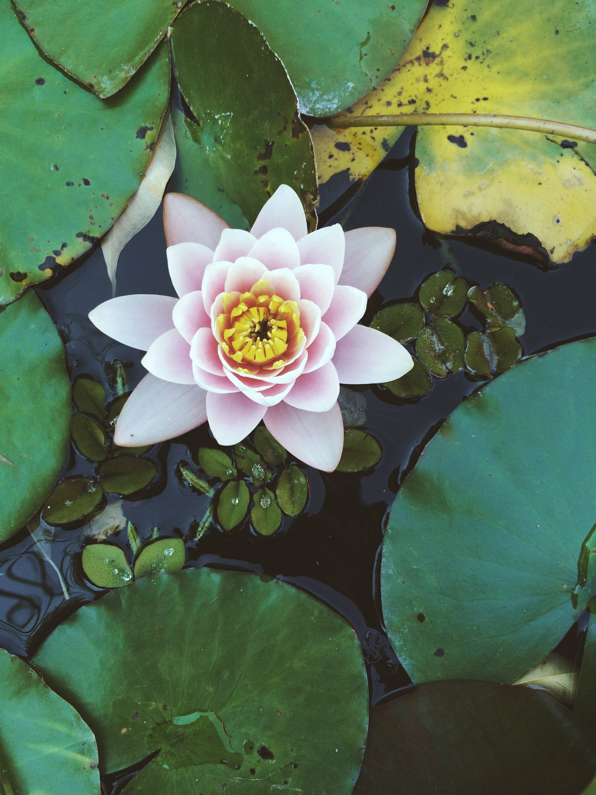 Water Lily Flower Android, pink water lily, vibrant yellow center, 2K Phone Wallpaper