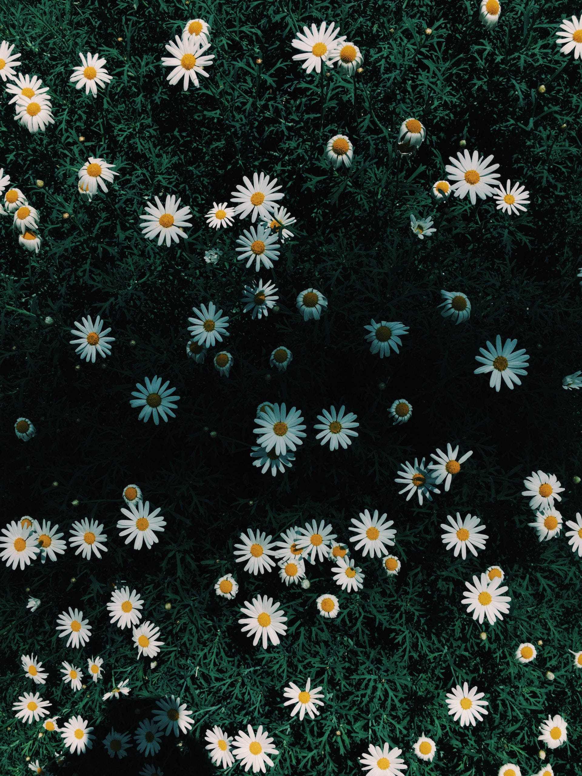 white daisy, white petals, yellow centers, 2K Phone Wallpaper