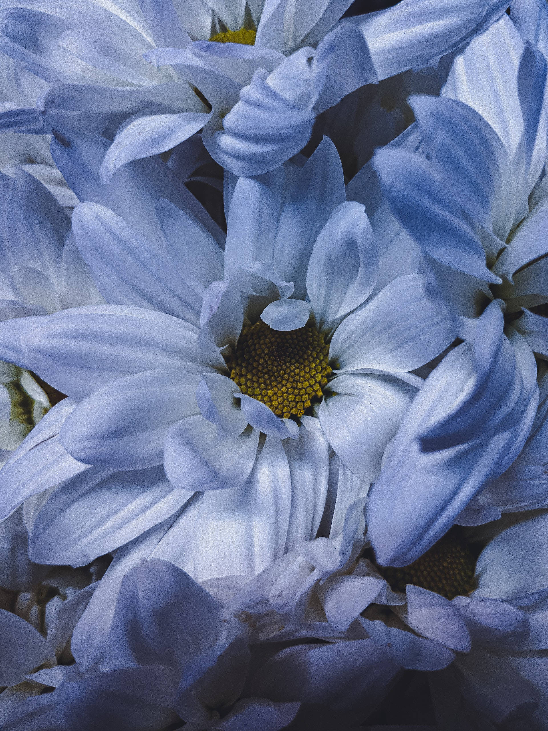 white daisy flower android, blue daisies, yellow centers, Full HD Phone Wallpaper
